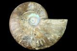 Cut & Polished Ammonite Fossil (Half) - Madagascar #166825-1